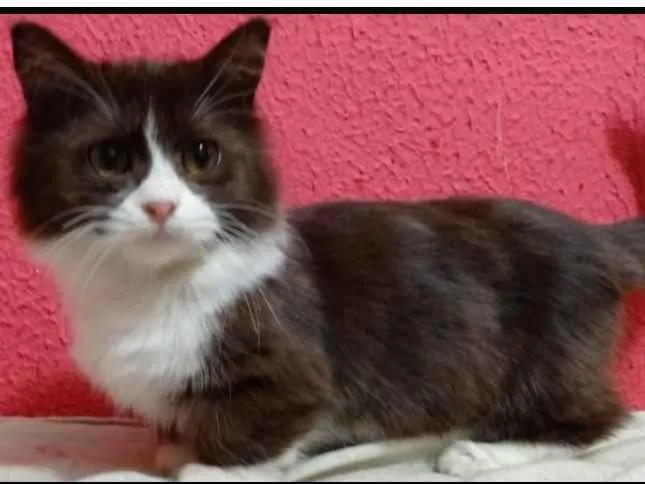 Gato raça indefinida  idade 7 a 11 meses nome Harry