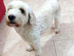 Cachorro raça Poodle  idade 4 anos nome Bob 