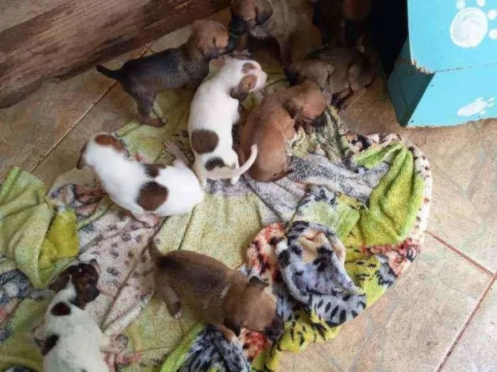Cachorro ra a RND idade Abaixo de 2 meses nome Sem nome