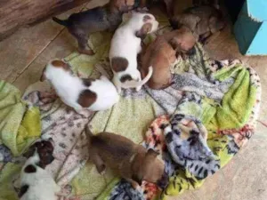 Cachorro raça RND idade Abaixo de 2 meses nome Sem nome
