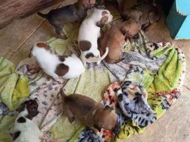 Cachorro ra a RND idade Abaixo de 2 meses nome Sem nome