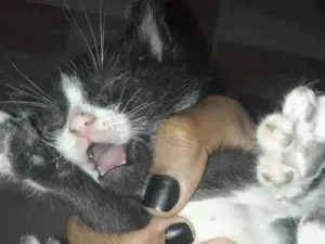 Gato raça Srd idade 2 a 6 meses nome Irmãos 