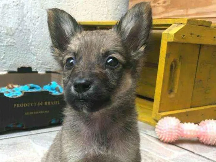 Cachorro raça  idade Abaixo de 2 meses nome Filhotes Anelly 