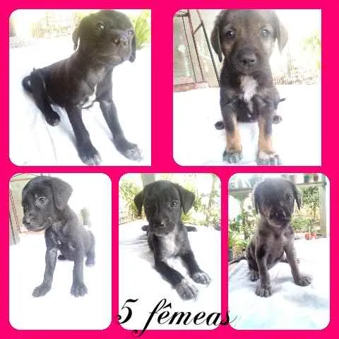 Cachorro raça Indefinida idade 2 a 6 meses nome Não tem nome