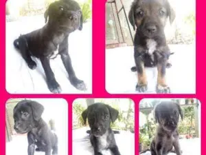 Cachorro raça Indefinida idade 2 a 6 meses nome Não tem nome
