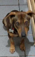 Romeu
