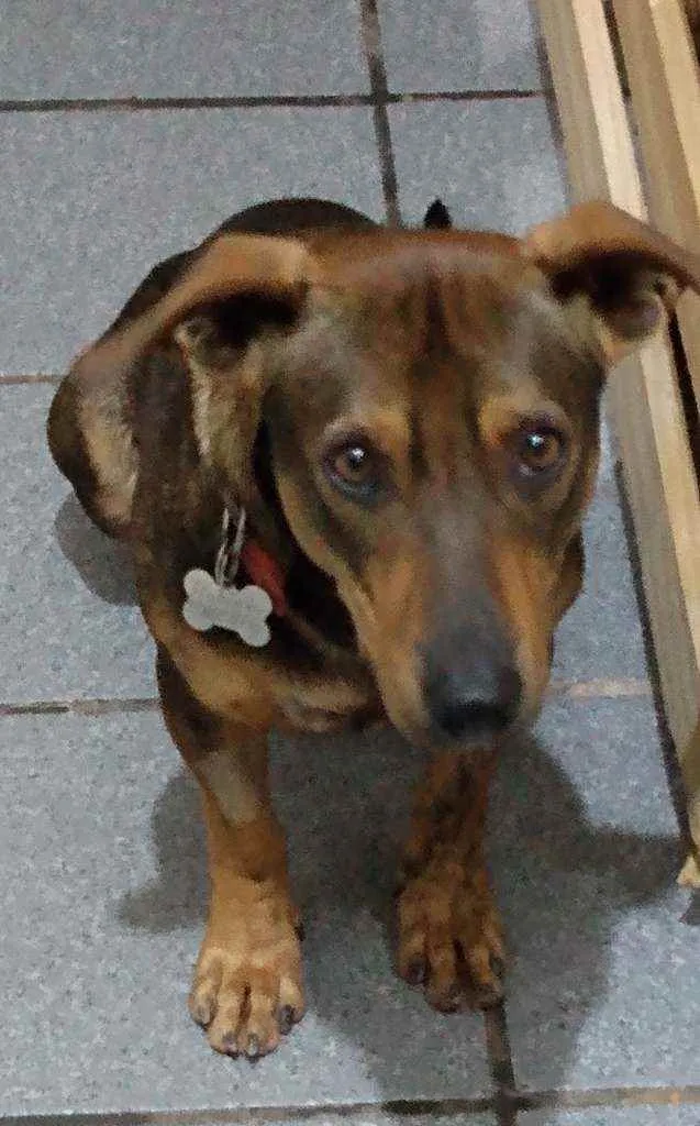 Cachorro ra a Srd idade 1 ano nome Romeu
