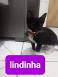 lindinha 