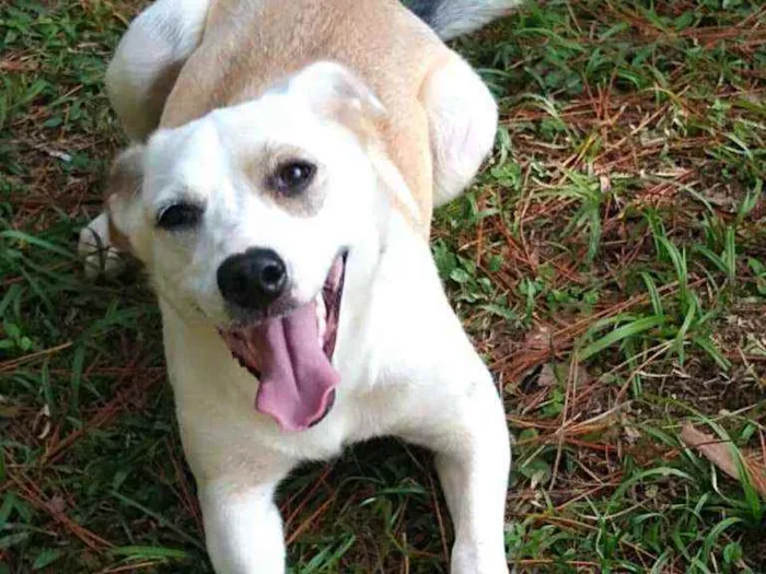 Cachorro raça  idade 7 a 11 meses nome Layca 