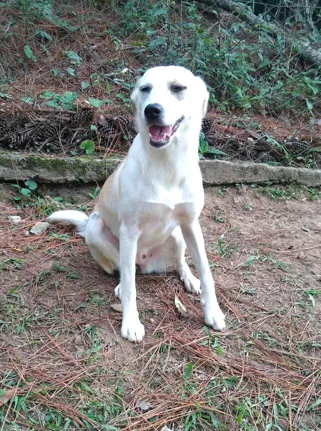 Cachorro raça  idade 7 a 11 meses nome Layca 