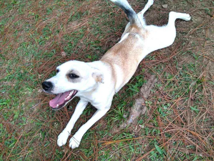 Cachorro raça  idade 7 a 11 meses nome Layca 