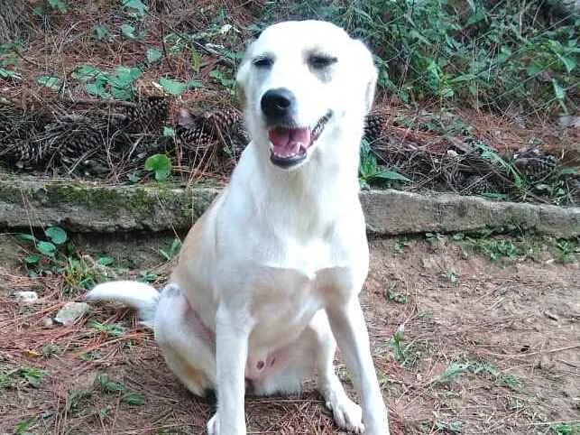 Cachorro raça  idade 7 a 11 meses nome Layca 