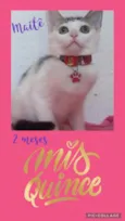 Gato raça Srd idade 2 a 6 meses nome Maitê 