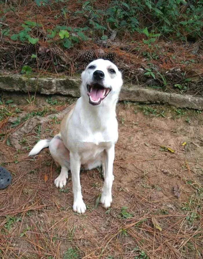 Cachorro raça  idade 7 a 11 meses nome Layca 