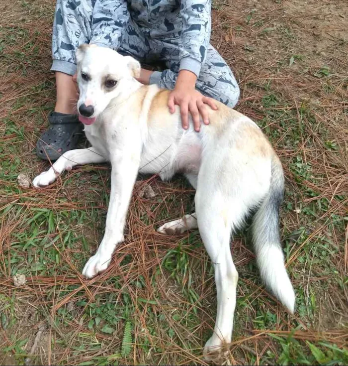 Cachorro raça  idade 7 a 11 meses nome Layca 