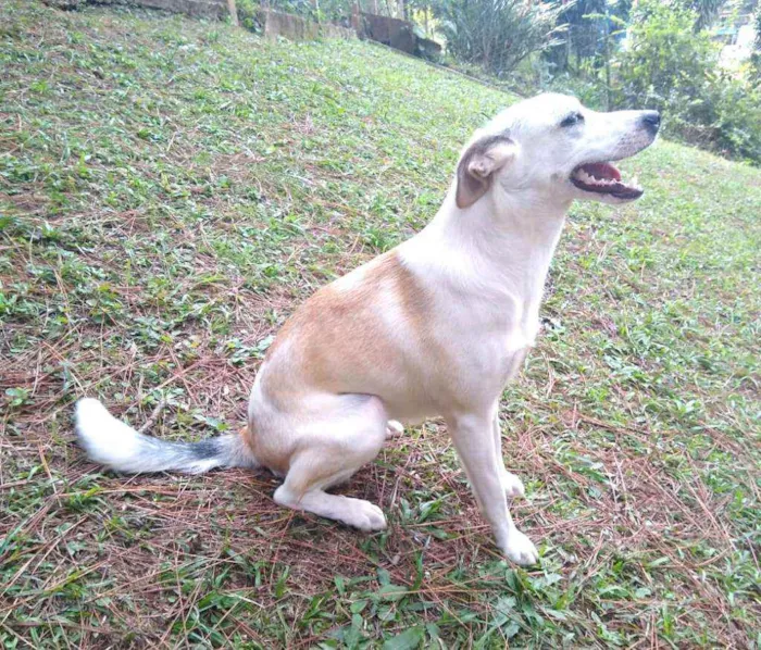 Cachorro raça  idade 7 a 11 meses nome Layca 