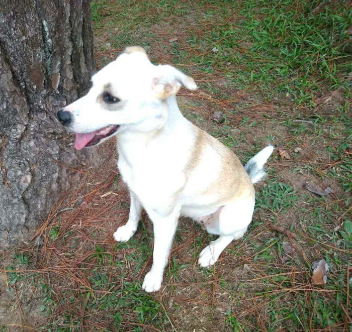 Cachorro raça  idade 7 a 11 meses nome Layca 