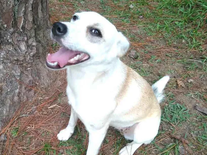 Cachorro raça  idade 7 a 11 meses nome Layca 