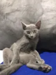 luna