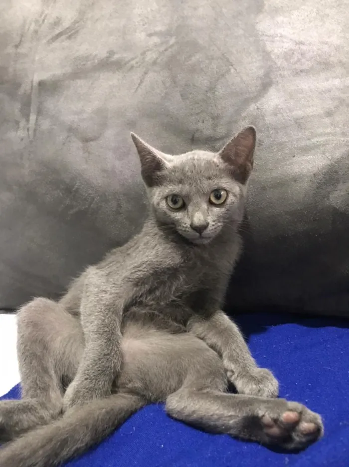 Gato raça siames e vira lata idade 2 a 6 meses nome luna