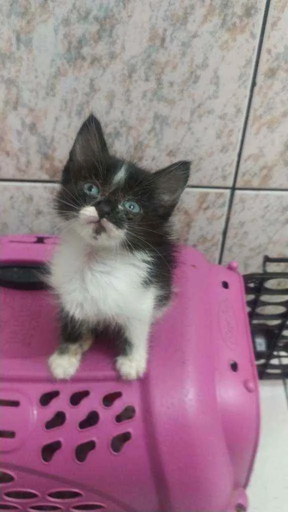 Gato raça SRD idade 2 a 6 meses nome Ricardo