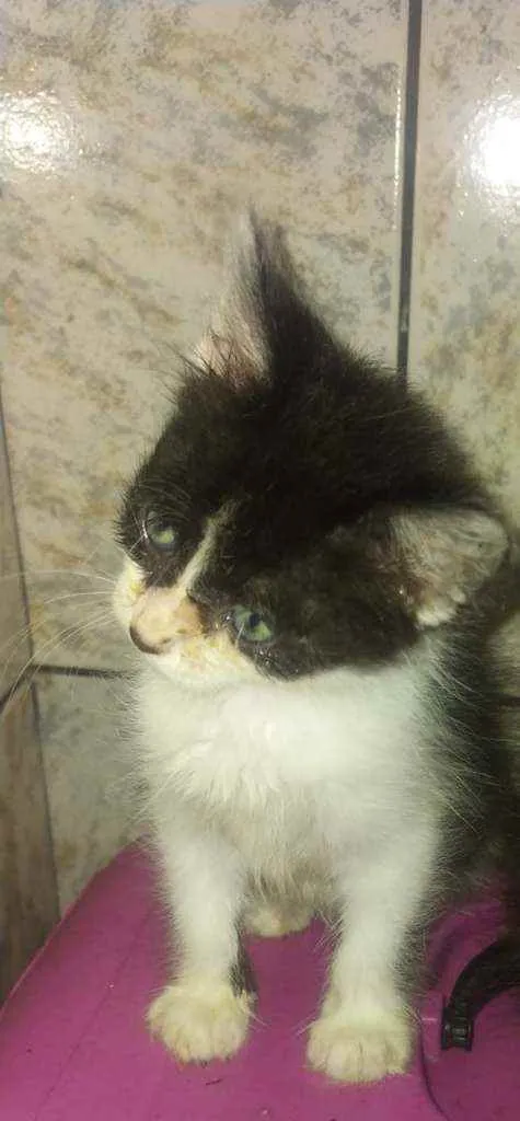 Gato raça SRD idade 2 a 6 meses nome Bia