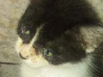 Gato raça SRD idade 2 a 6 meses nome Bia