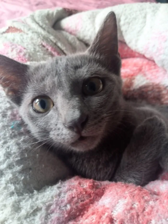 Gato raça siames e vira lata idade 2 a 6 meses nome luna