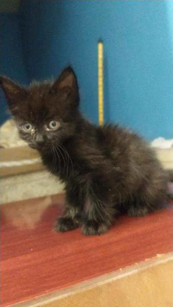 Gato raça SRD idade 2 a 6 meses nome Mirtes