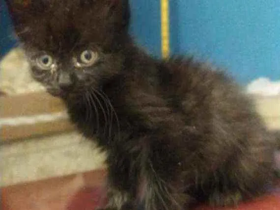 Gato raça SRD idade 2 a 6 meses nome Mirtes