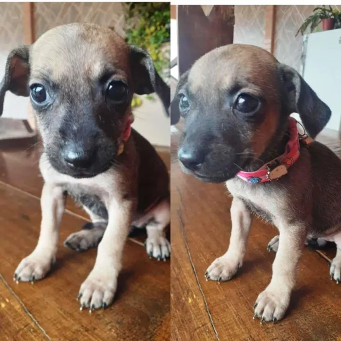 Cachorro raça SRD-ViraLata idade Abaixo de 2 meses nome Não definido