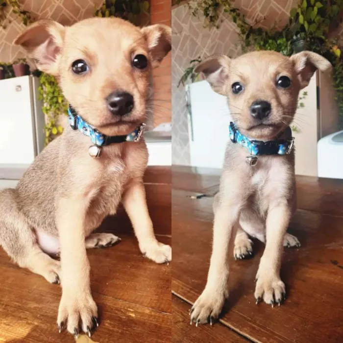 Cachorro raça SRD-ViraLata idade Abaixo de 2 meses nome Não definido