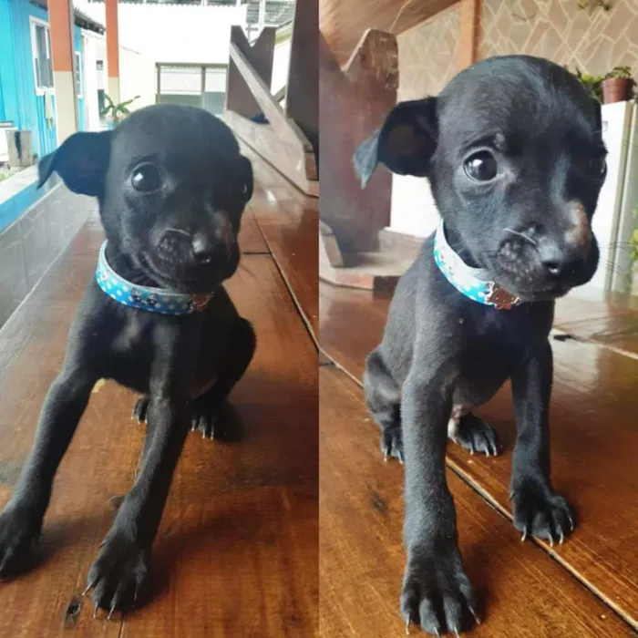 Cachorro raça SRD-ViraLata idade Abaixo de 2 meses nome Não definido