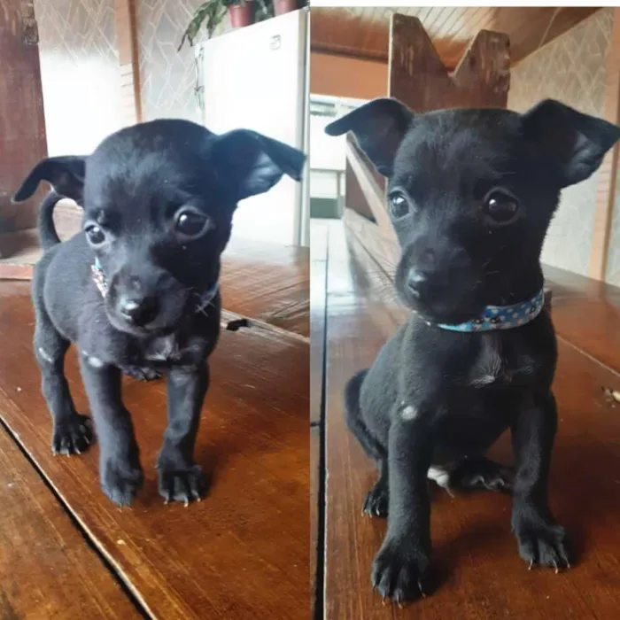 Cachorro raça SRD-ViraLata idade Abaixo de 2 meses nome Não definido
