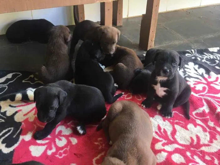 Cachorro ra a Fila com labrador  idade Abaixo de 2 meses nome Bela