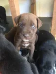 Bela