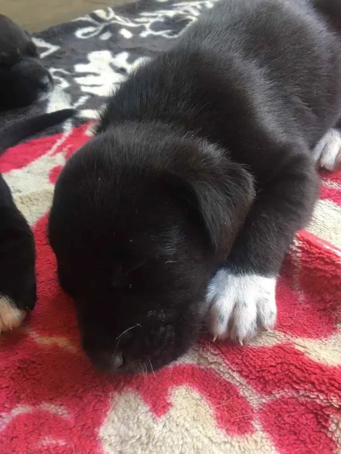 Cachorro ra a Fila com labrador  idade Abaixo de 2 meses nome Bela