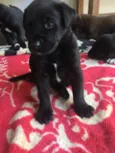 Bela
