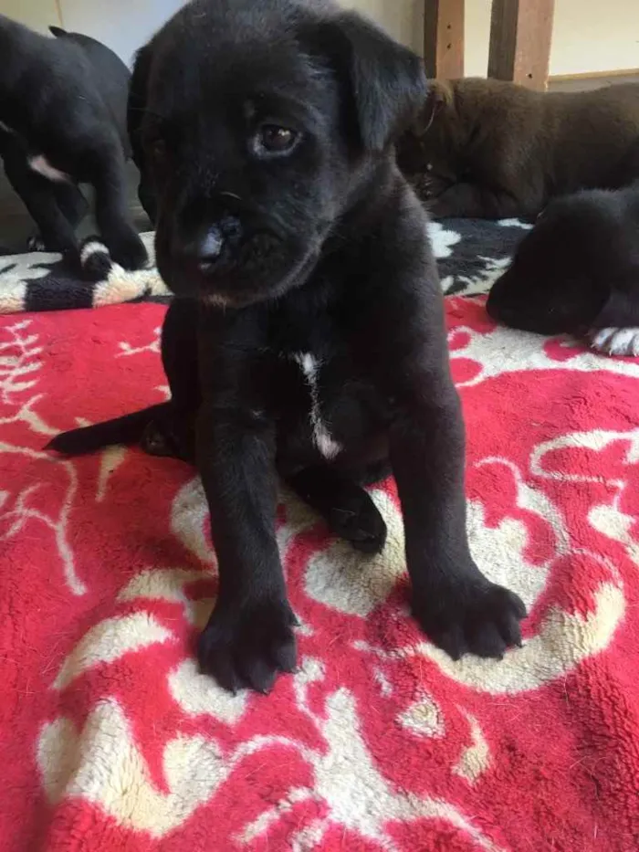 Cachorro ra a Fila com labrador  idade Abaixo de 2 meses nome Bela