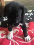 Bela