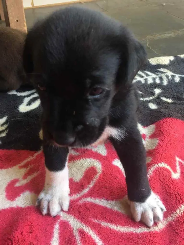 Cachorro ra a Fila com labrador  idade Abaixo de 2 meses nome Bela