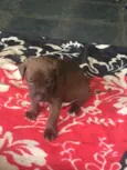 Bela