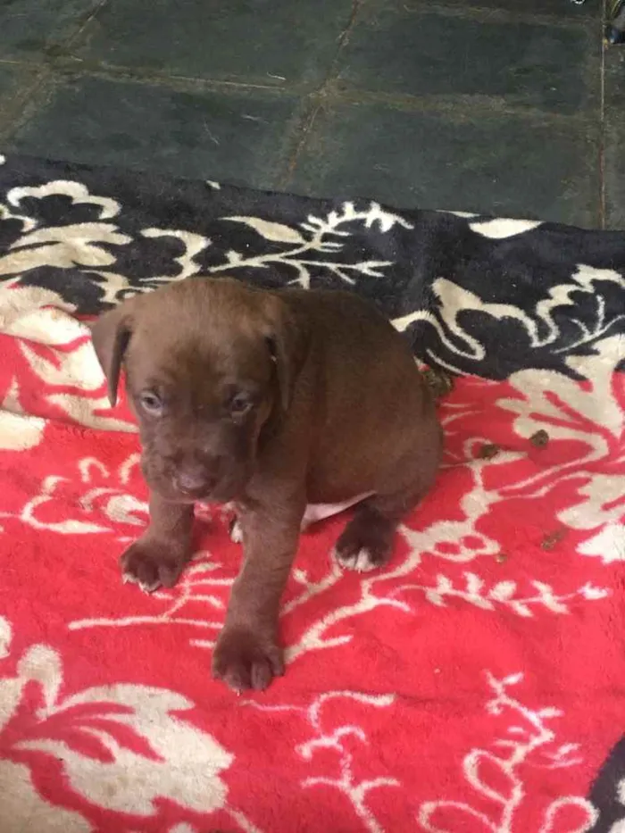 Cachorro ra a Fila com labrador  idade Abaixo de 2 meses nome Bela