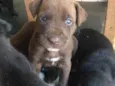 Bela