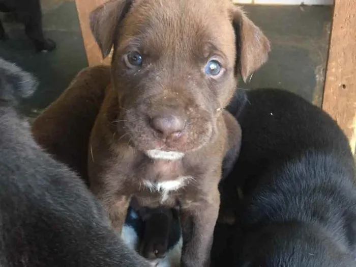 Cachorro ra a Fila com labrador  idade Abaixo de 2 meses nome Bela