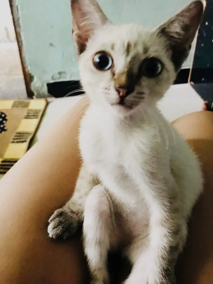 Gato raça Siamês com vira lata idade 2 a 6 meses nome Princesa