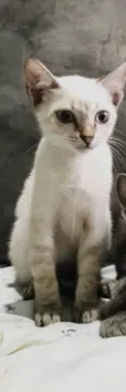 Princesa