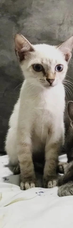 Gato raça Siamês com vira lata idade 2 a 6 meses nome Princesa
