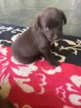 Simba