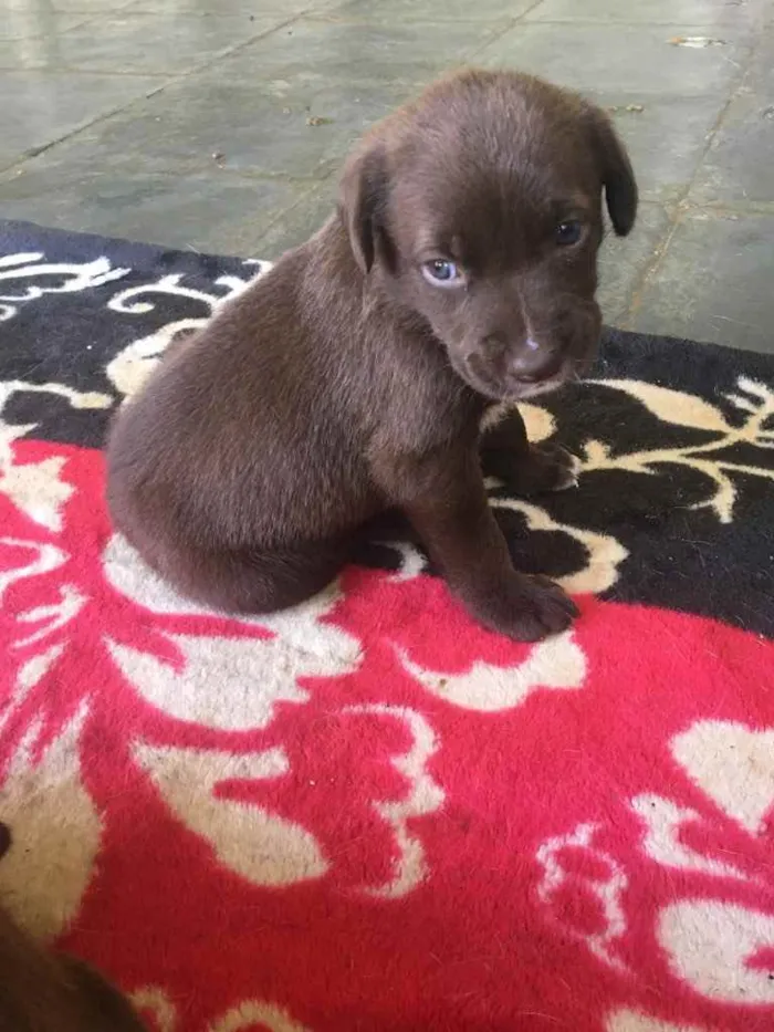 Cachorro ra a Fila com labrador idade Abaixo de 2 meses nome Simba